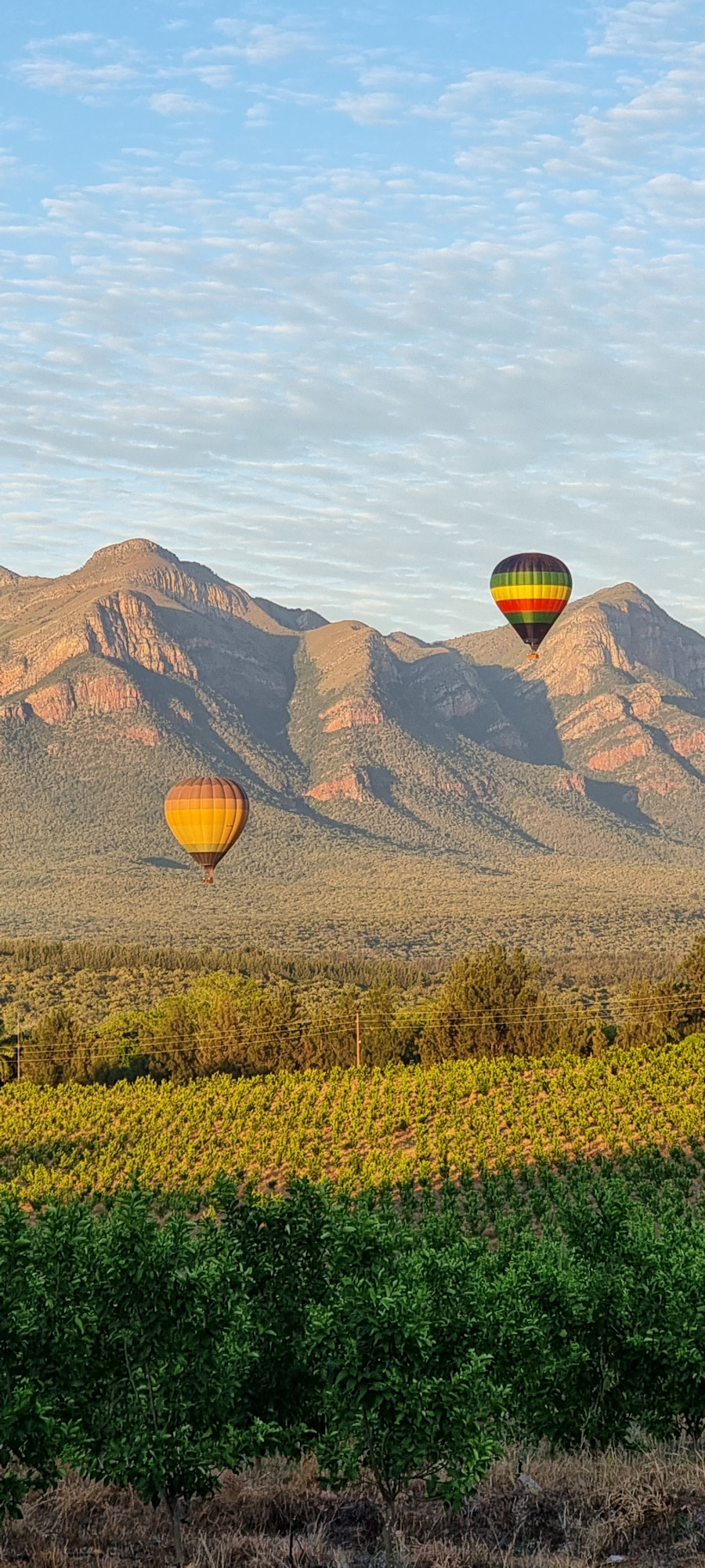 This image is of a colourful balloon flying over a lemon orchard in Hoedspruit, Limpopo, at the foot of the Drakensberg