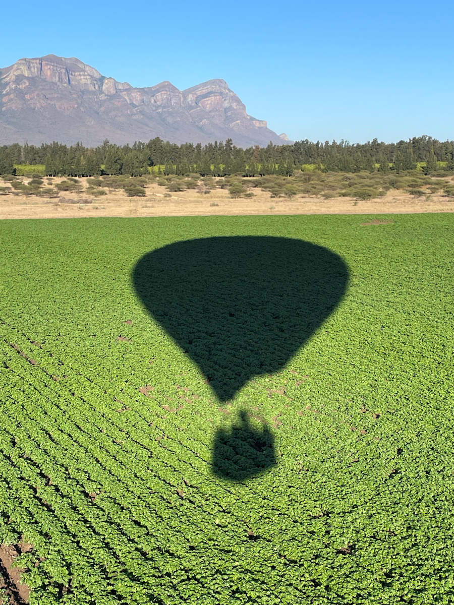 This image is of a Hot Air Balloon's Shoddow over a Potato field.